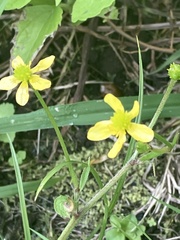 Ranunculus trilobus