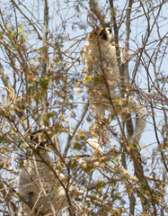 Propithecus verreauxi