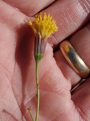 Porophyllum scoparium