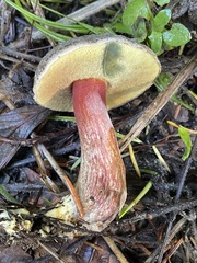 Xerocomellus mendocinensis