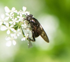 Chalcosyrphus