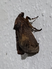 Phocoderma velutina