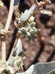 Atriplex elegans