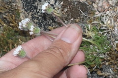 Erigeron compositus