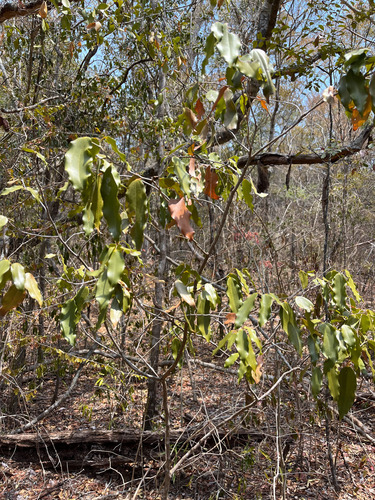 Rhopalocarpus louvelii image