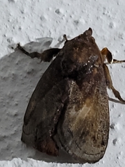 Phocoderma velutina