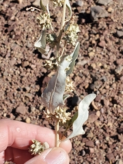 Atriplex elegans