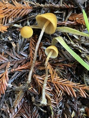 Galerina badipes
