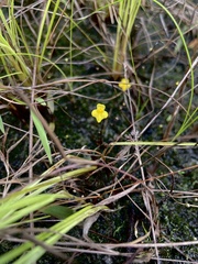 Utricularia subulata