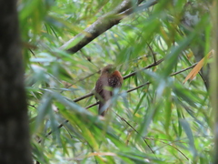 Malacoptila mystacalis