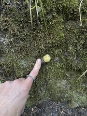 Truncocolumella citrina