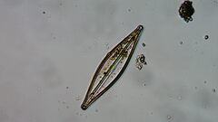 Bacillariophycidae