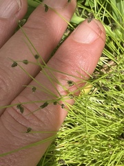 Isolepis sepulcralis