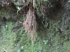 Leptopogon superciliaris