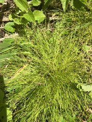 Isolepis sepulcralis