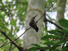 Chalybura buffonii