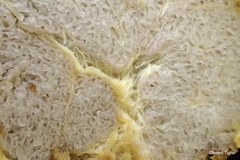 Truncocolumella citrina