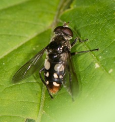 Sericomyia lata