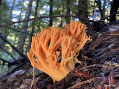 Ramaria sandaracina chondrobasis