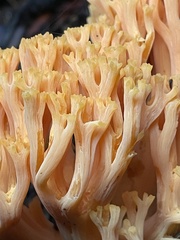Ramaria sandaracina chondrobasis