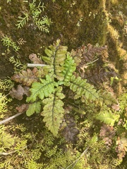 Asplenium lunulatum