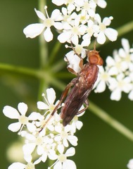 Hammerschmidtia