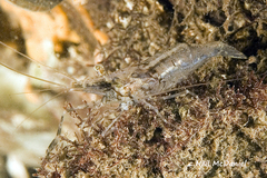Palaemon macrodactylus