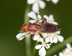 Hammerschmidtia