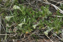 Artemisia norvegica