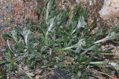 Artemisia norvegica