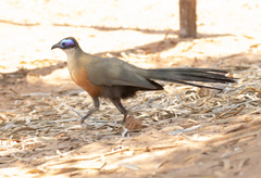 Giant Coua photo 5