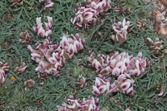 Trifolium dasyphyllum