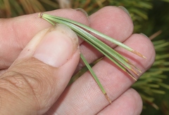 Pinus flexilis