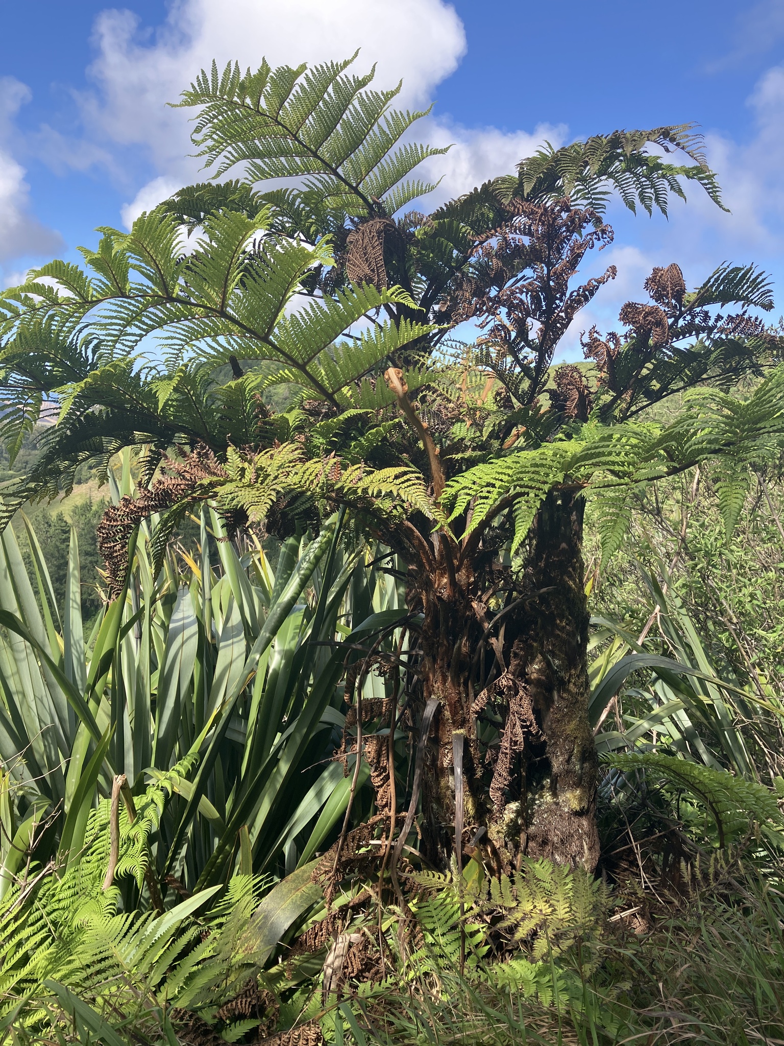 Saint Helena Tree Fern (Dicksonia arborescens)