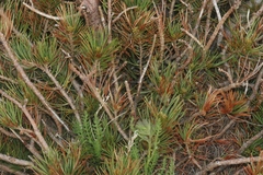 Pinus flexilis