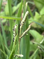 Paspalum scrobiculatum