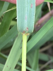 Paspalum scrobiculatum