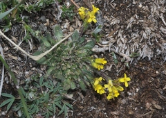 Draba aurea