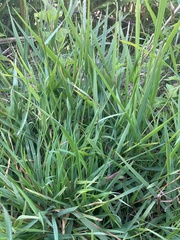 Paspalum scrobiculatum