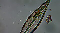 Bacillariophycidae
