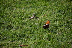 Siproeta epaphus epaphus