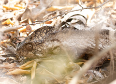 Furcifer