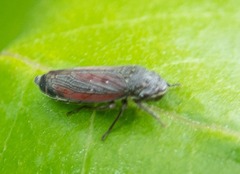 Cuerna striata