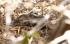 Furcifer