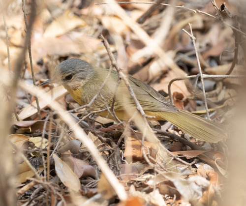 Appert's Tetraka (Xanthomixis apperti), photo 4
