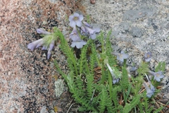 Polemonium