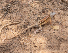 Chalarodon madagascariensis