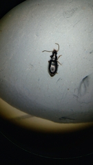 Bradycellus californicus