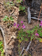 Pelargonium rodneyanum