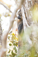 Lepilemur hubbardorum